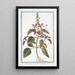 Ocimum foliis ex viridi violaceis dentatis floribus suave rubentibus Basilico sanguigno Basilic - Giorgio Bonelli — gerahmtes Bild an der Wand
