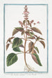 Ocimum foliis ex viridi violaceis dentatis floribus suave rubentibus Basilico sanguigno Basilic - Giorgio Bonelli — Ansicht des Kunstwerks
