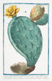 Opuntia vulgo Herbariorum Ficus Indica folio spinoso fructu majore Fico d'India Raquette ou Cardasse - Giorgio Bonelli — Ansicht des Kunstwerks