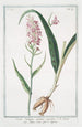 Orchis Palmata montana maculata Palma Cristi Le Satirion - Giorgio Bonelli — Ansicht des Kunstwerks