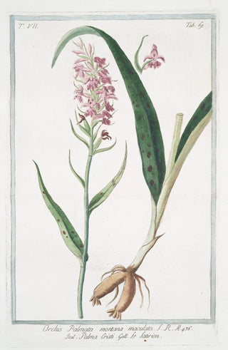 Giorgio Bonelli - Orchis Palmata montana maculata Palma Cristi Le Satirion early purple orchis.webp