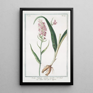 Giorgio Bonelli - Orchis Palmata montana maculata Palma Cristi Le Satirion early purple orchis.webp