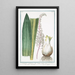 Ornithogalum maritimum seu Scilla radice alba Scilla maritima La Squille - Giorgio Bonelli — gerahmtes Bild an der Wand