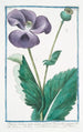 Papaver hortense nigro semine sylvestre Discoridis nigrum Plnii Pavot noir - Giorgio Bonelli — Ansicht des Kunstwerks