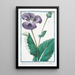 Papaver hortense nigro semine sylvestre Discoridis nigrum Plnii Pavot noir - Giorgio Bonelli — gerahmtes Bild an der Wand