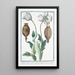 Papaver hortense semine albo Sativum Discoridis album Plinii Pavot domestique - Giorgio Bonelli — gerahmtes Bild an der Wand