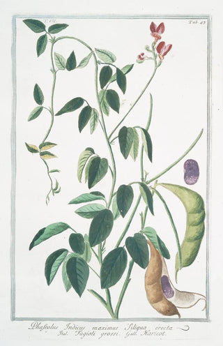 Giorgio Bonelli - Phaseolus Indicus maximus siliqua erecta Fagioli grossi Haricot Indian kidney bean.webp