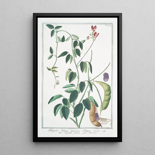 Giorgio Bonelli - Phaseolus Indicus maximus siliqua erecta Fagioli grossi Haricot Indian kidney bean.webp