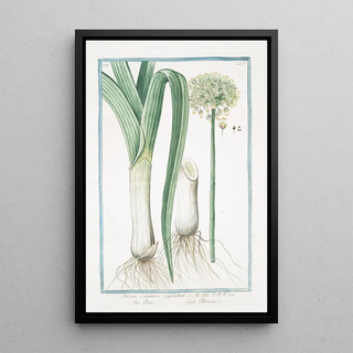 Giorgio Bonelli - Porrum commune capitatum Porro Porreau Leek.webp