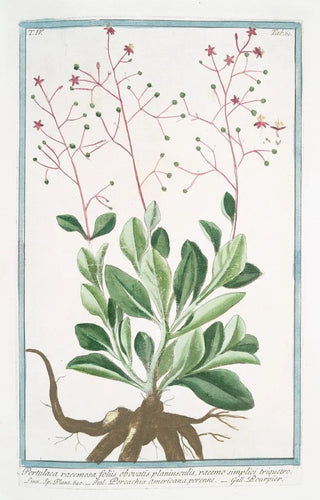 Giorgio Bonelli - Portulaca racemosa foliis obovatis planiusculis racemo simplici triquetro Porcachia americana perenne Pourpier potherb fameflower waterleaf Surinam purslane Ceylon spinach.webp