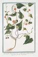 Quamoclit américaine à feuilles cordiformes aiguës - Giorgio Bonelli — Ansicht des Kunstwerks
