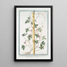 Quamoclit à feuilles digitées à fleur pourprée - Giorgio Bonelli — gerahmtes Bild an der Wand