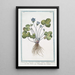 Renoncule tridentée printanière à fleur violette simple - Giorgio Bonelli — gerahmtes Bild an der Wand