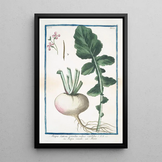 Giorgio Bonelli - Rapa Sativa rotonda radice candida Rapa vusuale Rave Turnip.webp