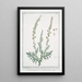 Reseda maxima à feuilles pennées - Giorgio Bonelli — gerahmtes Bild an der Wand