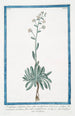 Saxifrage à feuilles de sedum à fleur blanche - Giorgio Bonelli — Ansicht des Kunstwerks