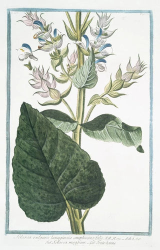 Giorgio Bonelli - Sclarea vulgaris lanuginosa amplissimo folio Sclara maggiore Toutebonne Common Sage.webp
