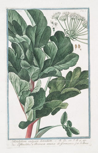 Giorgio Bonelli - Sphondylium vulgare hirsutum Sfondilis e Branca ursina di Germania Hairy Cow parsnip.webp