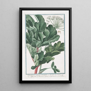 Giorgio Bonelli - Sphondylium vulgare hirsutum Sfondilis e Branca ursina di Germania Hairy Cow parsnip.webp