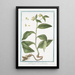 Symphytum majus à racine tubéreuse Große Beinwell Gemeine Beinwell - Giorgio Bonelli — gerahmtes Bild an der Wand
