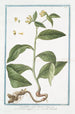 Symphytum majus à racine tubéreuse Große Beinwell Gemeine Beinwell - Giorgio Bonelli — Ansicht des Kunstwerks