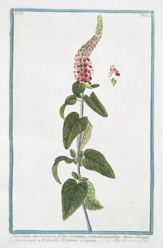Giorgio Bonelli - Teucrium tartaricum foliis cordatis crenatis petiolatis Spicis oblongis densissimis doctissimo Wagnero acceptum Teucrio rosse spicato Germander from Central Asia.webp