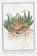 Tithymalus Euphorbium genannt Euphobio Tithymalus aizooides mit kriechendem, dunklem, knorrigem Stängel und nackten Blättern, Blütenblätter rosa-weiß, gezähnt und dreizähnig, Euphorbia - Giorgio Bonelli — Ansicht des Kunstwerks