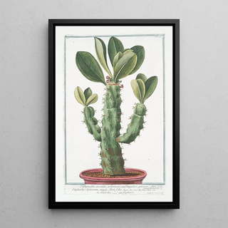 Giorgio Bonelli - Tithymalus aizooidesarborescens caudce angulari spinosus Nerii foliis EuphorbioSpinosum ample Nerii folio Euforbio Euphorbe.webp