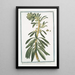 Tithymalus frutescens américain à feuilles de leucothoe plus épaisses fleurs rouge foncé Tithymalus américain arborescent à feuilles d'amandier obtuses - Giorgio Bonelli — gerahmtes Bild an der Wand