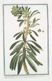 Tithymalus frutescens américain à feuilles de leucothoe plus épaisses fleurs rouge foncé Tithymalus américain arborescent à feuilles d'amandier obtuses - Giorgio Bonelli — Ansicht des Kunstwerks