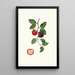 Aprikosenbaum Pflaumenbaum Armeniaca prunata Aprikose - Giorgio Gallesio — gerahmtes Bild an der Wand