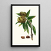 Kastanie braun Castanea sativa spanische Kastanie - Giorgio Gallesio — gerahmtes Bild an der Wand