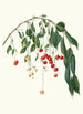 Kirsche Progressiflora Cerasus visciola Visciola Kirschen - Giorgio Gallesio — Ansicht des Kunstwerks