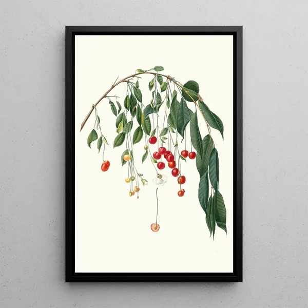 Giorgio Gallesio - Ciliegia Progressiflora Cerasus visciola Visciola Cherries.webp