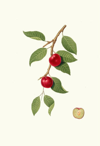 Giorgio Gallesio - Ciliegia Susina Myrobalan plum cherry plum.webp