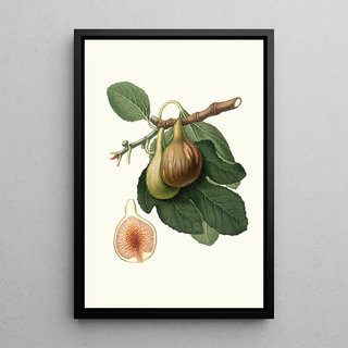 Giorgio Gallesio - Fico Portoghese Figs from Portugal.webp