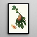 Feigenbaum - Giorgio Gallesio — gerahmtes Bild an der Wand