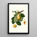 Feigenbaum - Giorgio Gallesio — gerahmtes Bild an der Wand