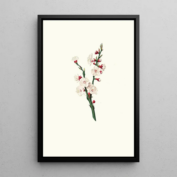 Giorgio Gallesio - Fiori di Albicocco Apricot flower.webp