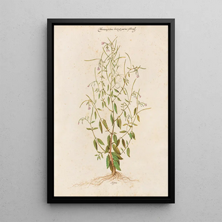 Giovanna Garzoni - Piante varie Pl48.webp