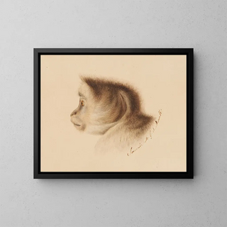 Affe - Gottfried Mind — gerahmtes Bild an der Wand