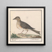 Großes Amsel-Gemälde Turdus viscivorus - Anselmus Botius de Boodt — gerahmtes Bild an der Wand