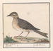 Großes Amsel-Gemälde Turdus viscivorus - Anselmus Botius de Boodt — Ansicht des Kunstwerks