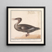 Großes Harle-Gemälde Mergus merganser - Anselmus Botius de Boodt — gerahmtes Bild an der Wand