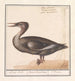 Großes Harle-Gemälde Mergus merganser - Anselmus Botius de Boodt — Ansicht des Kunstwerks