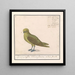 Groenling Chloris chloris - Anselmus Botius de Boodt — gerahmtes Bild an der Wand