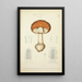 Histoire naturelle des champignons Pl02 - Guillaume Sicard — gerahmtes Bild an der Wand