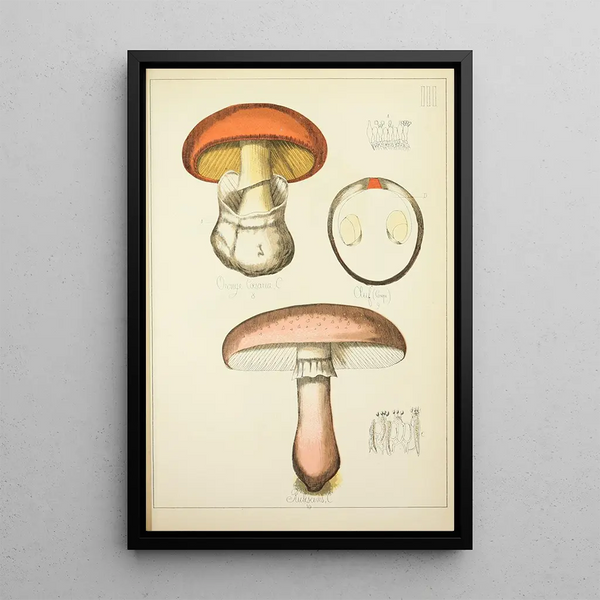 Geschichte der Natur der Pilze Pl03 - Guillaume Sicard — gerahmtes Bild an der Wand