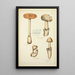 Geschichte der Natur der Pilze Pl06 - Guillaume Sicard — gerahmtes Bild an der Wand