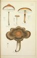Histoire naturelle des champignons Pl08 - Guillaume Sicard — Ansicht des Kunstwerks